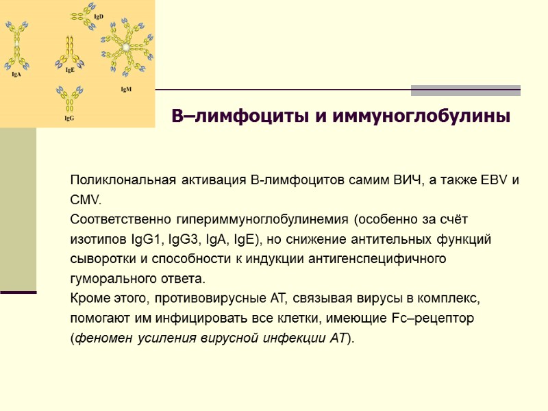 B–лимфоциты и иммуноглобулины   Поликлональная активация В-лимфоцитов самим ВИЧ, а также EBV и